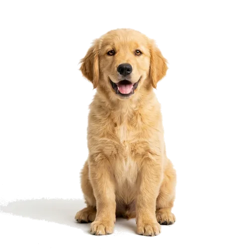 Happy Golden Retriever puppy greeting you